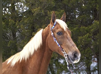 Tennessee walking horse, Hongre, 10 Ans, 155 cm, Alezan cuivré