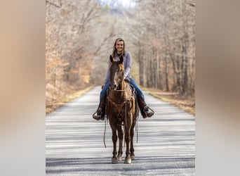 Tennessee walking horse, Hongre, 10 Ans, 155 cm, Bai