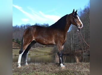 Tennessee walking horse, Hongre, 10 Ans, 155 cm, Roan-Bay