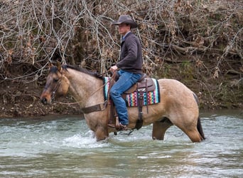 Tennessee walking horse, Hongre, 10 Ans, 163 cm, Buckskin