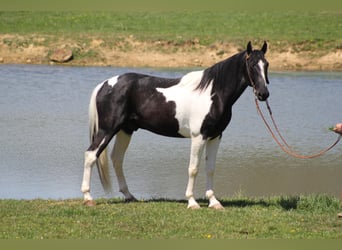 Tennessee walking horse, Hongre, 10 Ans, 163 cm, Tovero-toutes couleurs