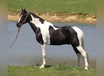Tennessee walking horse, Hongre, 10 Ans, 163 cm, Tovero-toutes couleurs