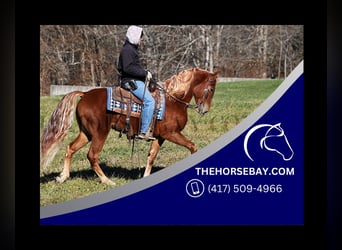 Tennessee walking horse, Hongre, 10 Ans, Alezan cuivré
