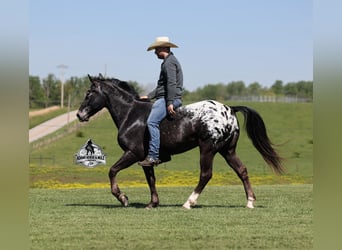 Tennessee walking horse, Hongre, 10 Ans, Noir