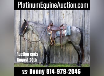 Tennessee walking horse, Hongre, 10 Ans, Rouan Bleu