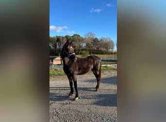 Tennessee walking horse, Hongre, 11 Ans, 142 cm, Noir