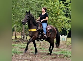 Tennessee walking horse, Hongre, 11 Ans, 142 cm, Noir