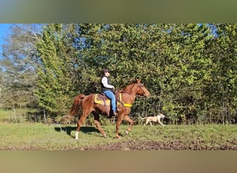 Tennessee walking horse, Hongre, 11 Ans, 152 cm, Alezan cuivré