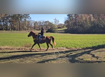 Tennessee walking horse, Hongre, 11 Ans, 152 cm, Alezan cuivré