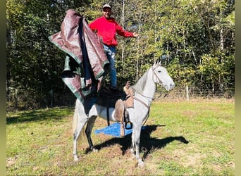 Tennessee walking horse, Hongre, 11 Ans, 152 cm, Gris