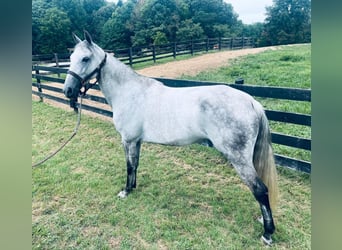 Tennessee walking horse, Hongre, 11 Ans, 152 cm, Gris