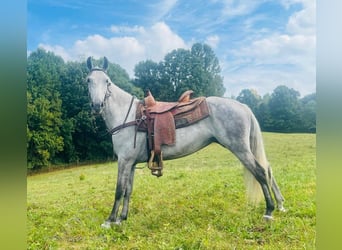 Tennessee walking horse, Hongre, 11 Ans, 152 cm, Gris