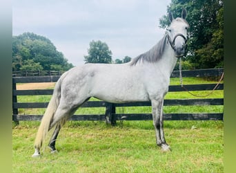 Tennessee walking horse, Hongre, 11 Ans, 152 cm, Gris