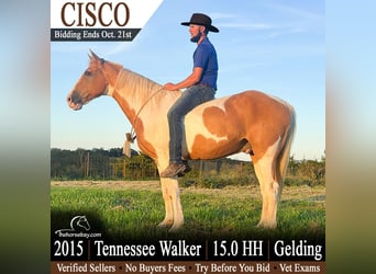 Tennessee walking horse, Hongre, 11 Ans, 152 cm, Palomino