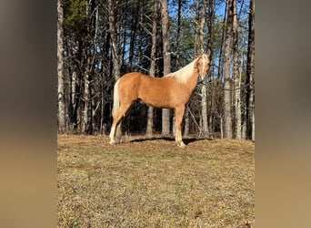 Tennessee walking horse, Hongre, 11 Ans, 152 cm, Palomino