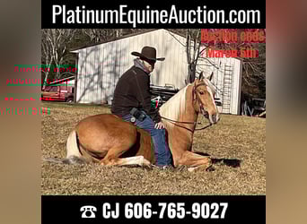 Tennessee walking horse, Hongre, 11 Ans, 152 cm, Palomino