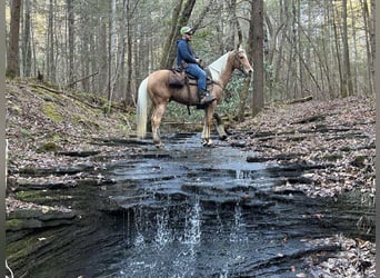 Tennessee walking horse, Hongre, 11 Ans, 152 cm, Palomino