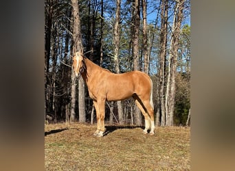 Tennessee walking horse, Hongre, 11 Ans, 152 cm, Palomino