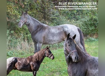 Tennessee walking horse, Hongre, 11 Ans, 152 cm, Rouan Bleu