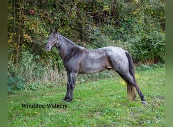 Tennessee walking horse, Hongre, 11 Ans, 152 cm, Rouan Bleu