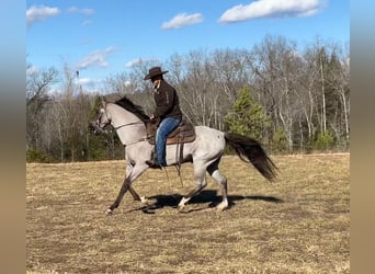 Tennessee walking horse, Hongre, 11 Ans, 152 cm, Rouan Bleu
