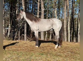 Tennessee walking horse, Hongre, 11 Ans, 152 cm, Rouan Bleu