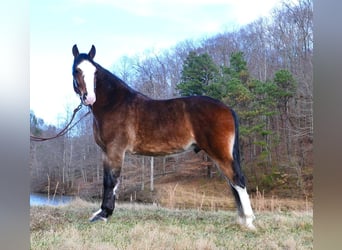 Tennessee walking horse, Hongre, 11 Ans, 155 cm, Roan-Bay