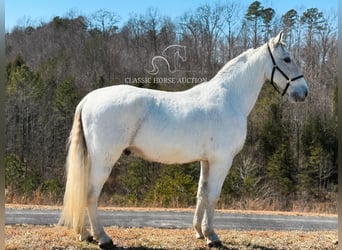 Tennessee walking horse, Hongre, 11 Ans, 163 cm, Gris