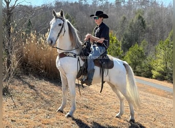 Tennessee walking horse, Hongre, 11 Ans, 163 cm, Gris