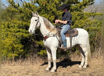 Tennessee walking horse, Hongre, 11 Ans, 163 cm, Gris