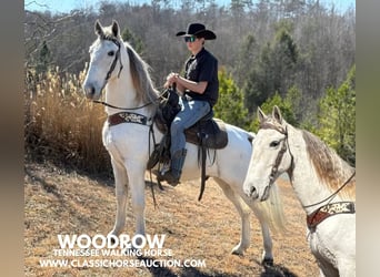 Tennessee walking horse, Hongre, 11 Ans, 163 cm, Gris