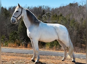 Tennessee walking horse, Hongre, 11 Ans, 163 cm, Gris