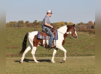 Tennessee walking horse, Hongre, 11 Ans, Bai cerise