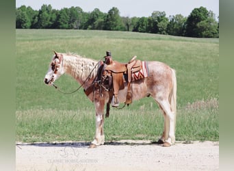 Tennessee walking horse, Hongre, 12 Ans, 132 cm, Rouan Rouge