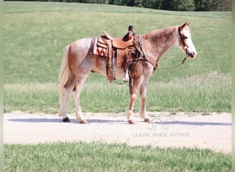 Tennessee walking horse, Hongre, 12 Ans, 132 cm, Rouan Rouge