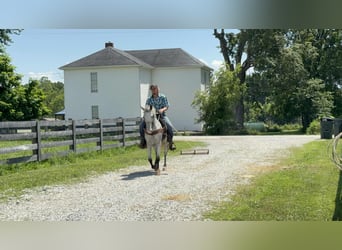 Tennessee walking horse, Hongre, 12 Ans, 145 cm, Gris