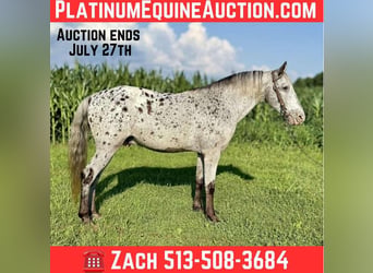 Tennessee walking horse, Hongre, 12 Ans, 145 cm, Gris