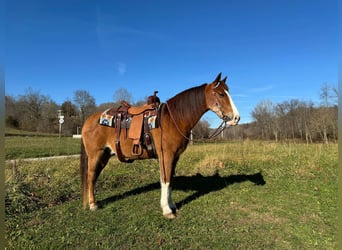 Tennessee walking horse, Hongre, 12 Ans, 150 cm, Roan-Bay