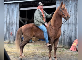 Tennessee walking horse, Hongre, 12 Ans, 152 cm, Alezan cuivré