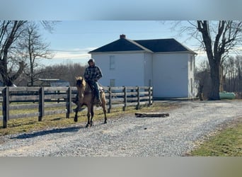 Tennessee walking horse, Hongre, 12 Ans, 152 cm, Champagne