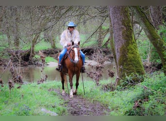 Tennessee walking horse, Hongre, 12 Ans, 152 cm, Gris (bai-dun)