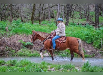 Tennessee walking horse, Hongre, 12 Ans, 152 cm, Gris (bai-dun)