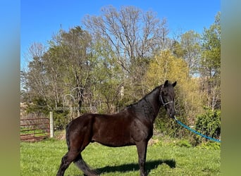 Tennessee walking horse, Hongre, 12 Ans, 152 cm, Noir