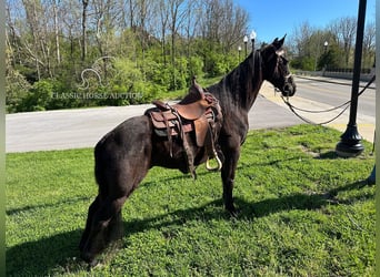 Tennessee walking horse, Hongre, 12 Ans, 152 cm, Noir