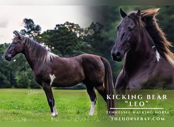 Tennessee walking horse, Hongre, 12 Ans, 152 cm, Noir