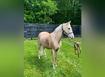 Tennessee walking horse, Hongre, 12 Ans, 152 cm, Palomino
