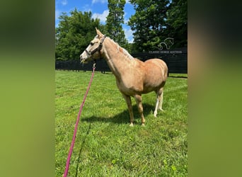 Tennessee walking horse, Hongre, 12 Ans, 152 cm, Palomino