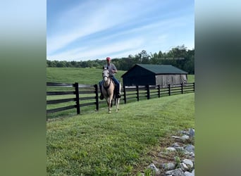 Tennessee walking horse, Hongre, 12 Ans, 152 cm, Palomino