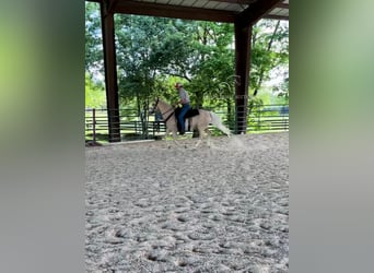 Tennessee walking horse, Hongre, 12 Ans, 152 cm, Palomino