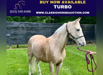 Tennessee walking horse, Hongre, 12 Ans, 152 cm, Palomino
